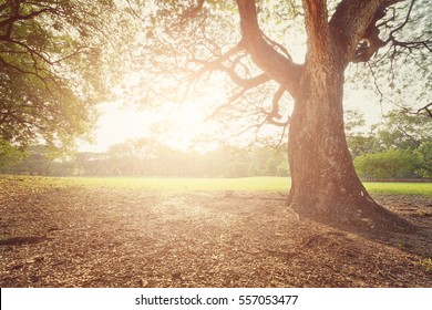 Perfect Tree And Sunset In Park