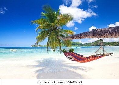 Perfect tropical paradise beach of seychelles island with palm trees and hammock - Shutterstock ID 264696779
