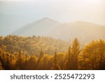 Perfect view of the autumn forest in soft sunlight. Carpathian mountains, Ukraine, Europe. Charming image of calming and relaxation. Change of season. Photo wallpapers. Discovery the beauty of earth.