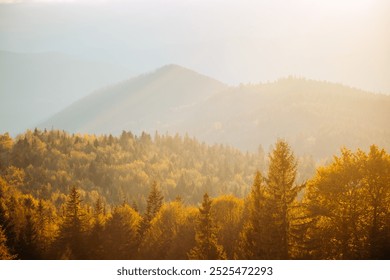 Perfect view of the autumn forest in soft sunlight. Carpathian mountains, Ukraine, Europe. Charming image of calming and relaxation. Change of season. Photo wallpapers. Discovery the beauty of earth. - Powered by Shutterstock