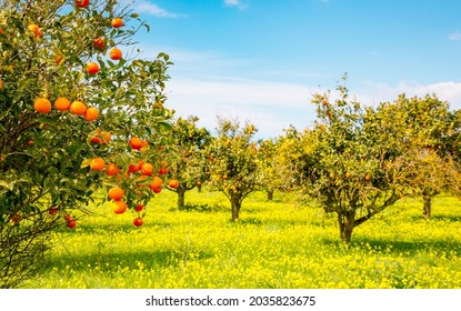 Perfect view of ripe juicy mandarin oranges in garden on tree branches. Location place Sicily, Italy, Europe. Agrarian industry. Farming in springtime. Photo wallpaper. Discover the beauty of world. - Shutterstock ID 2035823675