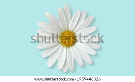 Perfect white chamomile flower isolated on plain pastel light blue background with shadow.