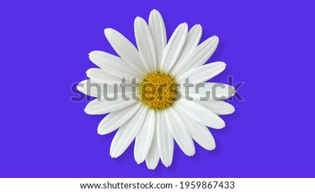 Perfect white margarita flower isolated on dark purple blue background with shadow.