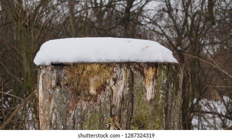 A perfectly cleaved tree stump with a topping of melted snow - Shutterstock ID 1287324319