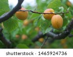 Perfectly ripe Tilton apricots awaiting harvest on organic farm in Cawston British Columbia 