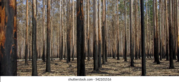 Perfectly straight charred, burned, eucalyptus trees lined up in rows after forest fire