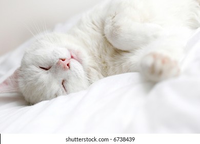 Perfectly White Cat Sleeping