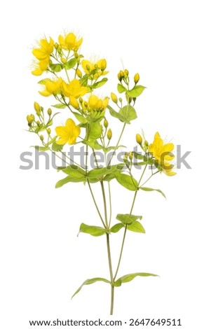 Perforate St. John's wort, Hypericum perforatum, flowers, buds and foliage isolated against white
