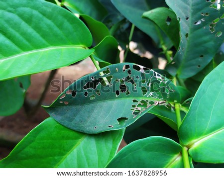 perforated leaves that are attacked by pests, such as: beetles, caterpillars, aphids and more. leaf disease.