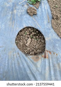 Perforated Plastic For Growing Horticultural Crops