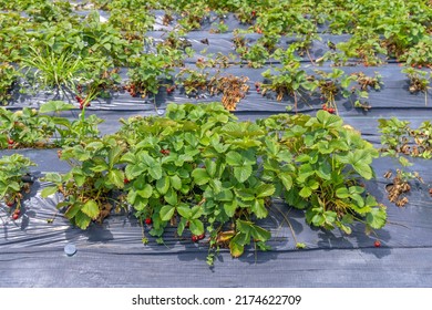 Perforated Strawberry Growing Foil In Row Fruit Farming Pan