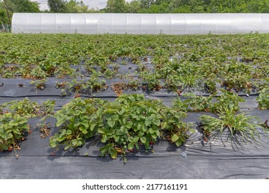 Perforated Strawberry Growing Foil In Row Fruits Farm Field