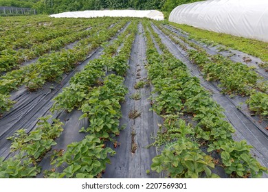 Perforated Strawberry Growing Foil In Row Fruits Farming