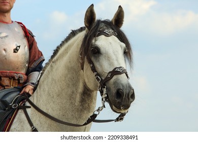 Performance Grey Baroque Horse Portrait In Sky Clouds Background