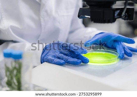 Performing microbiological analysis using green culture media in petri dish on laboratory workstation. Gloved hands positioned carefully near the sample, with test tubes visible in background.