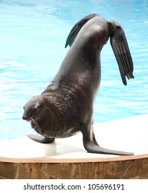 Performing Seal Balancing On Flippers