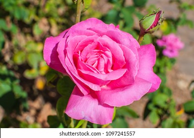 perfume delight hybrid tea rose