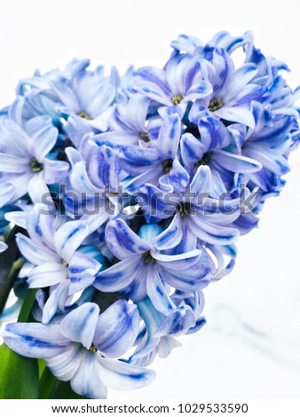 Similar – Image, Stock Photo be blue Nature Plant