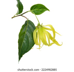  Perfume Tree, Cananga On White Background (KRADANG NGA THAI) .