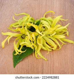  Perfume Tree, Cananga On Wooden Floor (KRADANG NGA THAI).