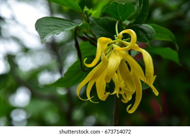 Perfume Tree (Ylang-Ylang Flower)