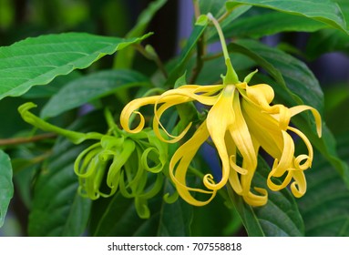 Flowers Ylang Ylang Manufacture Essential Oil Perfumes Stock