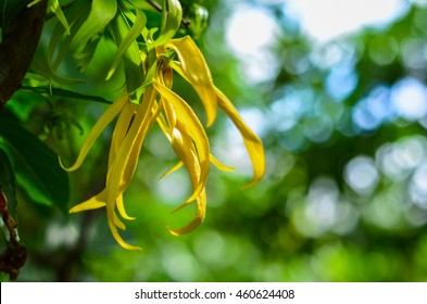 Perfume Tree or Ylang-Ylang Flower with green copy space on right side.