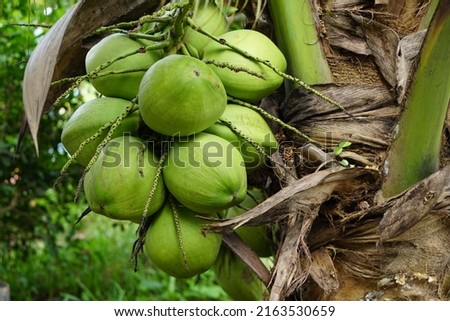 perfumed coconut in the tree