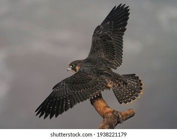 Pergerine Falcon Coming To Perch High Above The Pacific Ocean