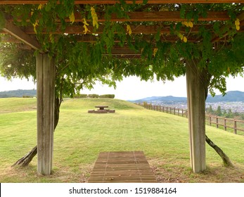 A Pergola With Hanging Vines In An Open Outdoor Park In Japan