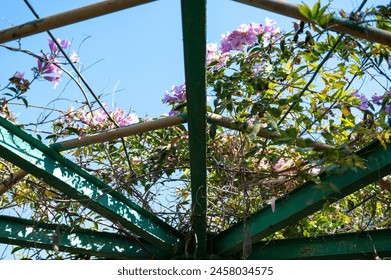 pergola with purple flowers against the sky. High quality photo - Powered by Shutterstock