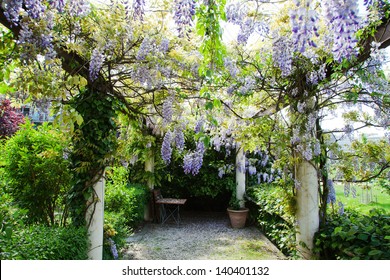 pergola with tendrils of Chinese Wisteria