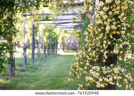 pergolas of  yellow banksiae climbing roses in a garden in spring