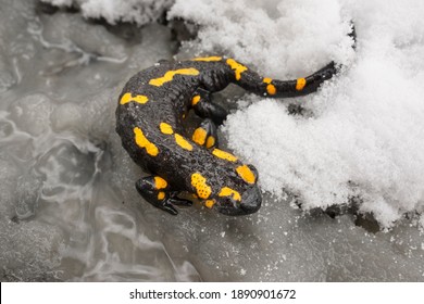 Perhaps this is global climate change - warming. The salamander came out of hibernation in winter, but fell into a stream with snow and cannot get out until the night frost, which can kill her.