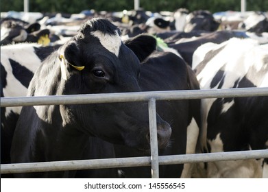 PERIA, NZ - JULY 07 2013:Holstein Cows In A Milking Facility.The Income From Dairy Farming Is Now A Major Part Of The New Zealand Economy, Becoming An NZ$11 Billion Industry By 2010.