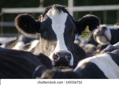 PERIA, NZ - JULY 07 2013:Holstein Cow In A Milking Facility.The Income From Dairy Farming Is Now A Major Part Of The New Zealand Economy, Becoming An NZ$11 Billion Industry By 2010.