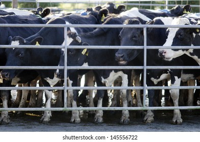 PERIA, NZ - JULY 07 2013:Holstein cows in a milking facility. The income from dairy farming is now a major part of the New Zealand economy, becoming an NZ$11 billion industry by 2010.