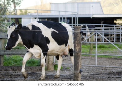 PERIA, NZ - JULY 07 2013:Holstein Cow Come Out From A Milking Facility.The Income From Dairy Farming Is A Major Part Of The New Zealand Economy, Becoming An NZ$11 Billion Industry By 2010.