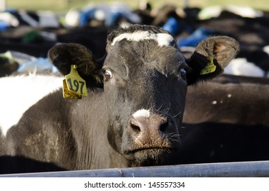 PERIA, NZ - JULY 07 2013:Holstein Cow In A Milking Facility.The Income From Dairy Farming Is Now A Major Part Of The New Zealand Economy, Becoming An NZ$11 Billion Industry By 2010.