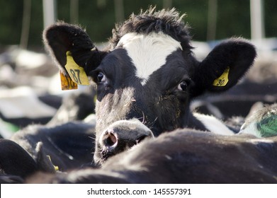 PERIA, NZ - JULY 07 2013:Holstein Cow In A Milking Facility.The Income From Dairy Farming Is Now A Major Part Of The New Zealand Economy, Becoming An NZ$11 Billion Industry By 2010.