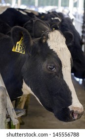 PERIA, NZ - JULY 07:Holstein Cow In A Milking Facility On July 07 2013.The Income From Dairy Farming Is Now A Major Part Of The New Zealand Economy, Becoming An NZ$11 Billion Industry By 2010.