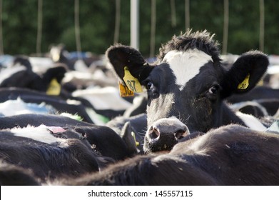 PERIA, NZ - JULY 07:Holstein Cows In A Milking Facility On July 07 2013.The Income From Dairy Farming Is Now A Major Part Of The New Zealand Economy, Becoming An NZ$11 Billion Industry By 2010.