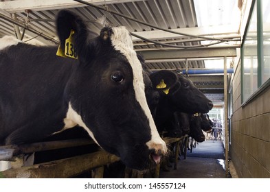 PERIA, NZ - JULY 07:Holstein Cows In A Milking Facility On July 07 2013.The Income From Dairy Farming Is Now A Major Part Of The New Zealand Economy, Becoming An NZ$11 Billion Industry By 2010.