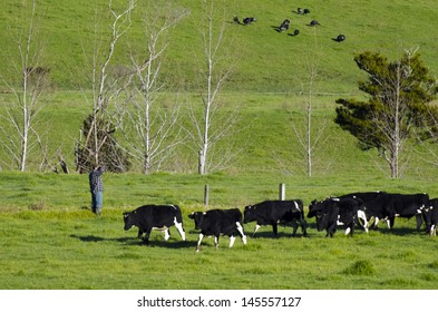 PERIA, NZ - JULY 08 2013:Farmer Leads Holstein Cows In Paddock.The Income From Dairy Farming Is Now A Major Part Of The New Zealand Economy, Becoming An NZ$11 Billion Industry By 2010.