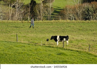 PERIA, NZ - JULY 08:Farmer With Holstein Cow In Paddock On July 08 2013.The Income From Dairy Farming Is Now A Major Part Of The New Zealand Economy, Becoming An NZ$11 Billion Industry By 2010.