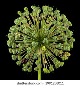 Perianth (inflorescence) Of Ornamental Onion After Flowering, Isolated On Black Background