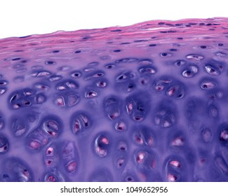 The Perichondrium Is A Layer Of Dense Irregular Connective Tissue, With Abundant Eosinophilic Collagen Fibers, That Surrounds The Cartilage, Which Show Its Typical Basophilia.