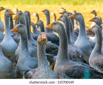 Perigord Geese