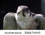 perigrine falcon close up