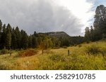 In the Perins Peak State Wildlife Area near Durango, Colorado, a serene meadow with tall grasses stretches into the distance, framed by a mix of trees. Sunlight breaks through an overcast sky on the p